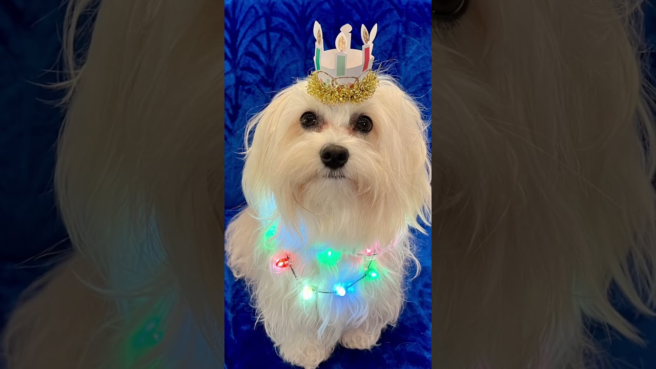 Traveling Adventures of our dog Sugar