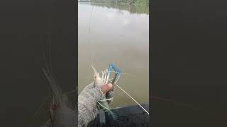 Download Lagu spot Thalib emang gacor MP3