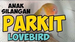 KOK JADI GINI YA? Inilah hasil kawin silang burung parkit dan lovebird anaknya bikin heran