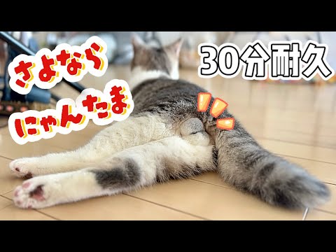 【保護猫】にゃんたまキラキラ金曜日✨〜去勢前の見納め〜