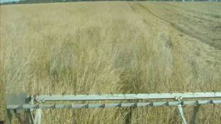 Harvesting Atlantic Coastal Panicgr For Seed Production