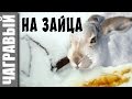 Охота на зайца с капканом | мое новое видео | Russian crazy trapping rabbit