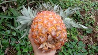 Giant Pineapple From Kerala India Viral Videos