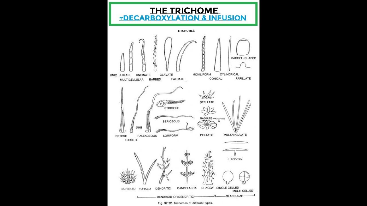 the Trichome  ~Decarboxylation & Infusion