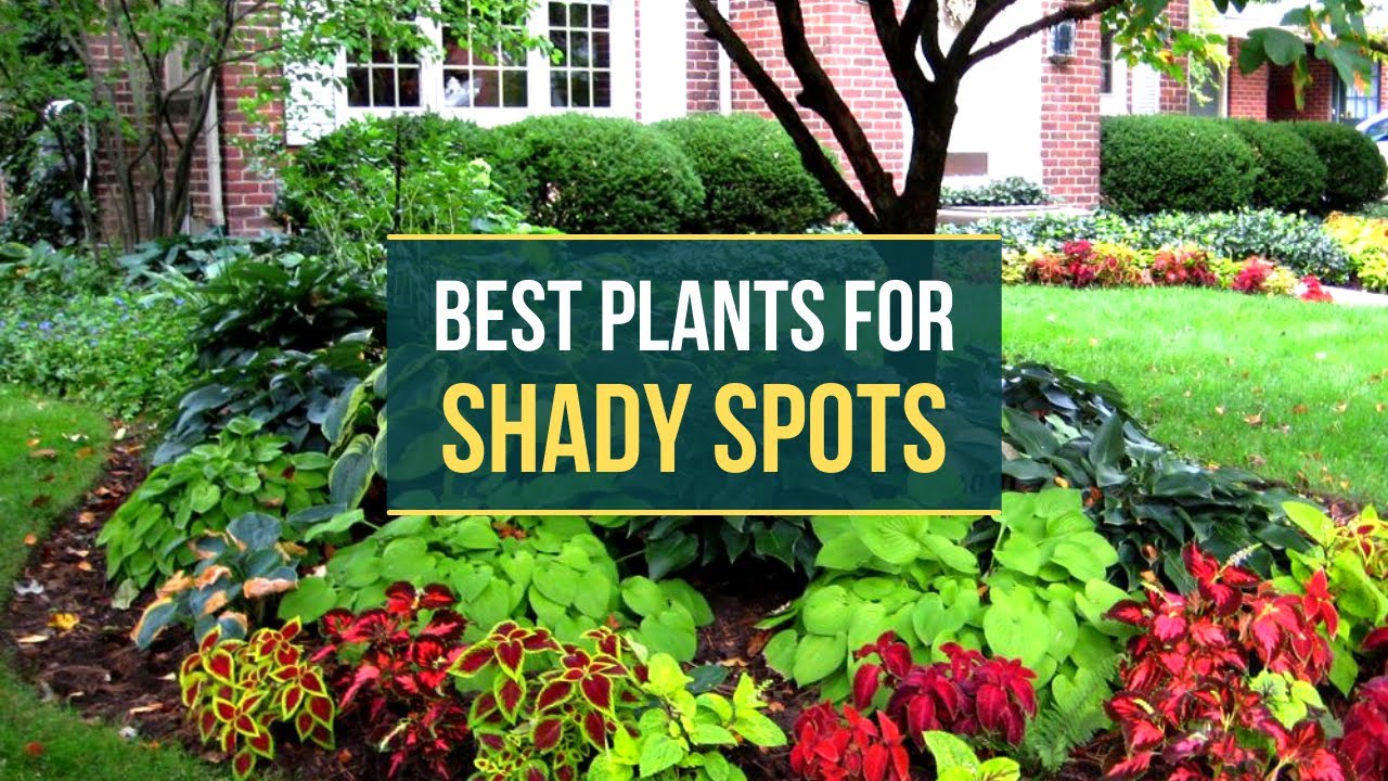 Best Plants to Grow in Shady Spots 🌿🌷