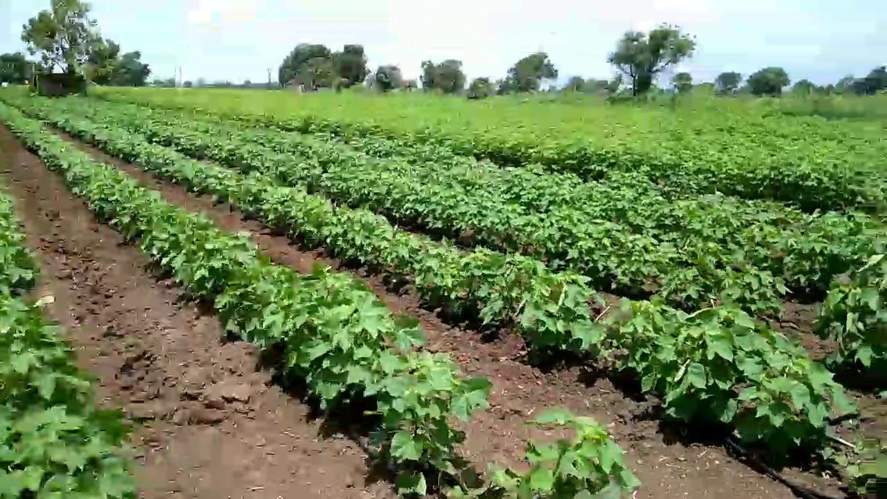 Drip irrigation in bt Cotton in the soil of medium black calcareous