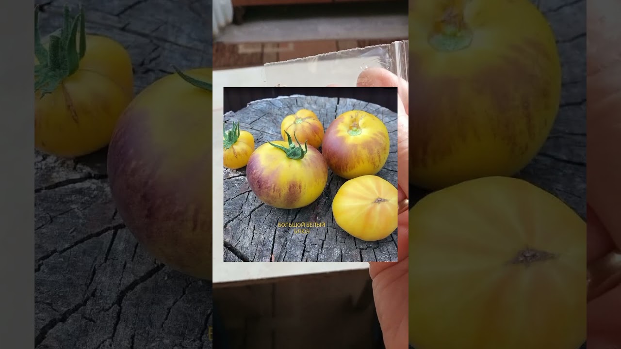 Обзор семян томатов коллекции Софии Сааковой