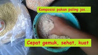 Pakan Ayam Bangkok Agar Cepat Besar. 