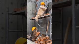 cat ne ye kya ker diya 🤣😂😃 #comedy #fun #reels #funny #viral #shorts #funnyvideo