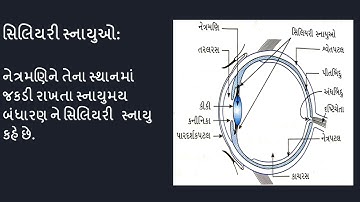 Std 10th | Science | Ch 11 | માનવ આંખ અને રંગબેરંગી દુનિયા | Part 1 | By Hasina Ma