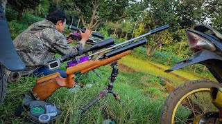 Download Lagu TES AKURASI // Mini fightr milik mas nazzat // 30 - 90 meter istimewa MP3