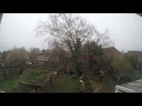 Time-lapse Tree Surgery Full Version