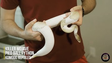 Complete Ball Python Collection Unveiling + New Snake Unboxing !?