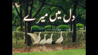 November - نومبر - नवंबर