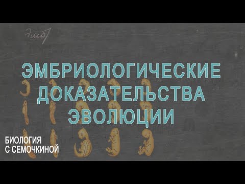 Видео: У позвоночных эмбриональная хорда со временем заменяется на?