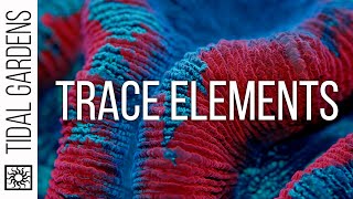 Trace Elements in your Reef Aquarium