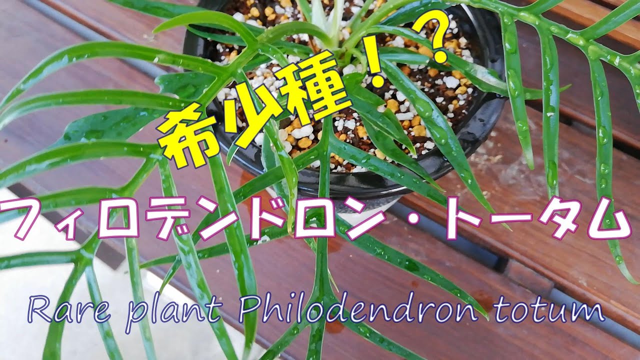 希少種！？フィロデンドロン・トータム植え替え - YouTube