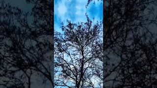 4K Quality Hd Wallpaper Whatsapp Status