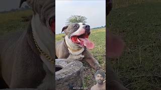 दुनिया के चार ऐसे दिखते हैं पंगा मत लो #pitbull #pawsn #doggys #pawpaws #happypaws #puppylove
