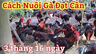 Cách Nuôi Mía Gà Siêu Đẹp Đạt Cân Mau Bán !