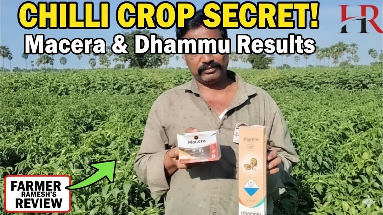 Macera and Dammu result// 