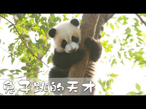 “績笑”的成長日記第13部 兔子跳的天才 | iPanda熊貓頻道