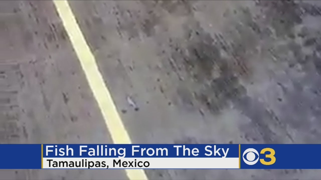 Fish Fell From Sky While It Rained In Mexico Coastal Town