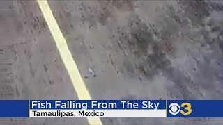 Fish Fell From Sky While It Rained In Mexico Coastal Town