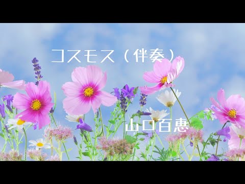 秋桜コスモス（伴奏）