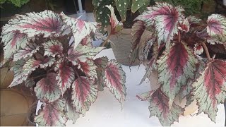 Begonia Rex com folhas murchas - Qual o motivo e o que fazer? - thptnganamst.edu.vn