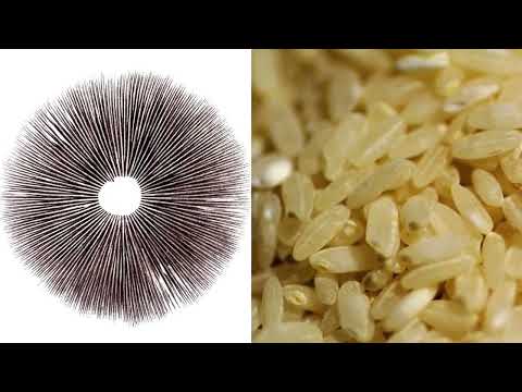 Video: ¿Cómo cultivar hongos en casa sin esporas?