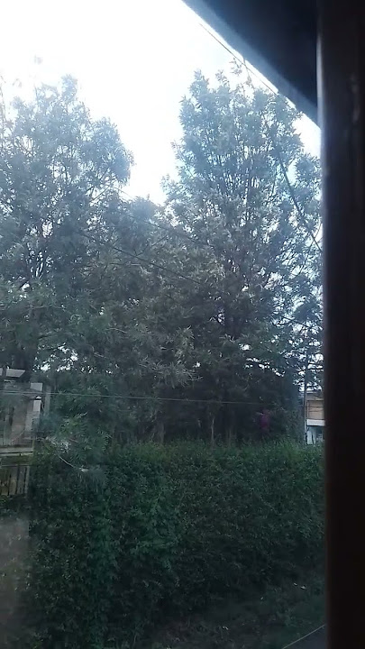 Muici wa mbugu ciene