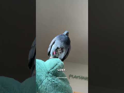 why do pigeons have tags on their legs?