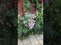 ピンクの矢車草のマダン#garden #gardening #flowers #ガーデン #nature #植物