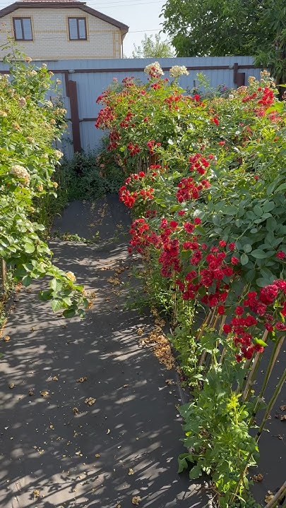 Когда Лучше Покупать Штамбовые Розы Осенью или Весной? #розыартема # ...