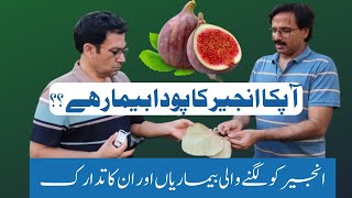 Fig Tree Diseases Exposed Effective Remedies Unveiled