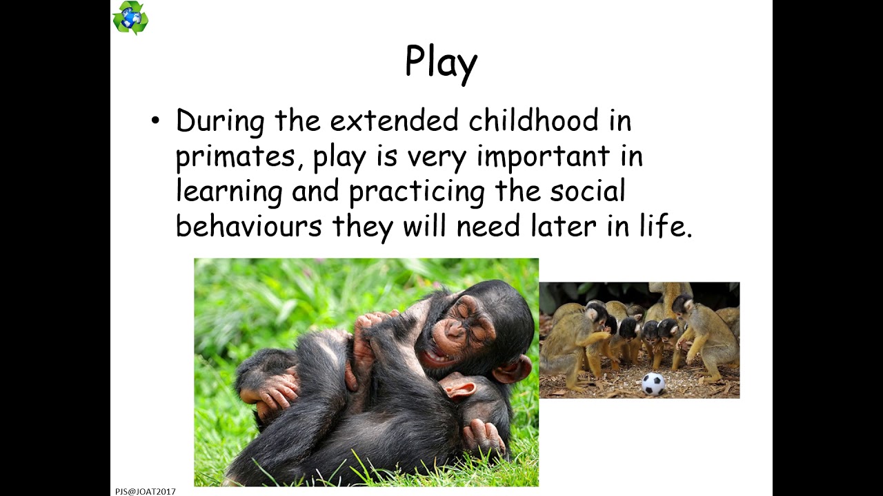 BiH SI6d primate behaviour