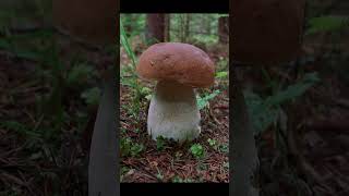ОБРАЗЦОВЫЙ БЕЛЫЙ! ЧЕМПИОН ДНЯ! #белыйгриб #грибы #гриб #mushroom #природа