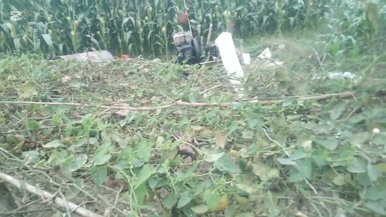 পটল গাছের প্রথম যত্ন কি