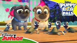 Sea No Turtle Puppy Dog Pals Disney Kids