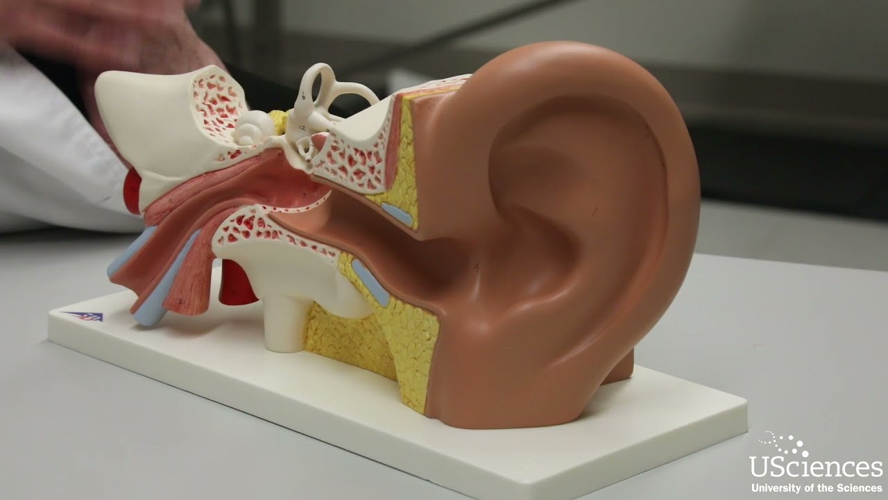 Vestibular Rehabilitation Research at USciences