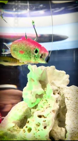 死んだ魚やワームが泳ぎ出す...😂【KANAMA スマートベイト】#釣り #shorts