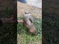 Capybara core #capybara #funnycapybara #funnyanimals #funnyvideos #Fo...