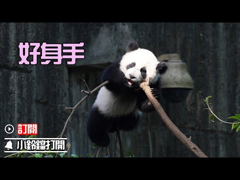 《熊貓早晚安》熊寶這核心力量與肢體控制絕了 | iPanda熊貓頻道