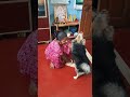 মার সাথে মারপিট করছে #doggys #doggielife #dog #doggie