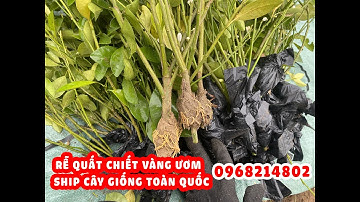 Kiểm tra rễ cành quất chiết, rễ quất dài và nhiều màu vàng ươm. Nhà vườn có ship cây toàn quốc.