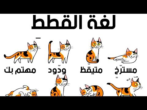 فيديو: كيف تفهم القطط