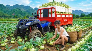Download Lagu Using a 4 Wheel Vehicle to Harvest 200kg of Kohlrabi in the Garden and Take Them to Market for Sale MP3
