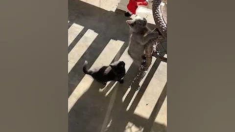 Watch the video about Exotic Domestic Bobtail Kitten