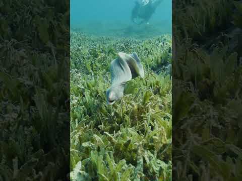 Moray eel attack.#underwatervideo